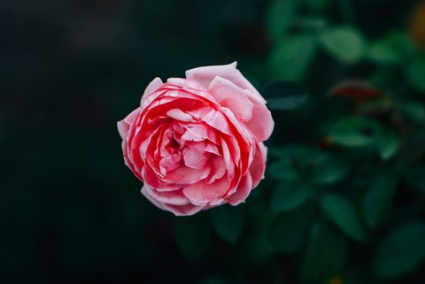 Flowers Desktop Wallpaper
