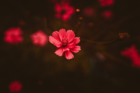 Flowers Desktop Wallpaper