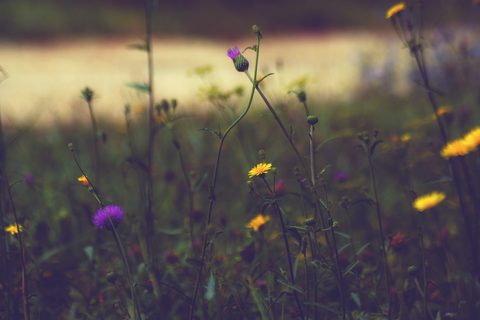 Flowers Desktop Wallpaper