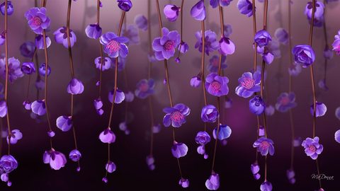 Flowers Desktop Wallpaper