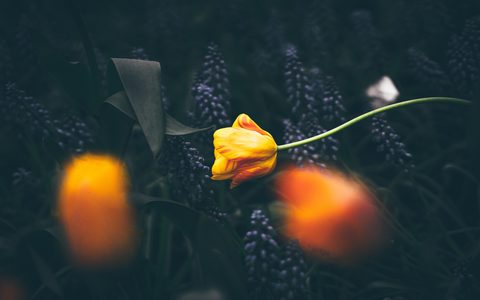 Flowers Desktop Wallpaper
