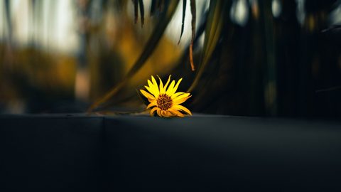 Flowers Desktop Wallpaper