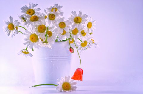 Flowers Desktop Wallpaper