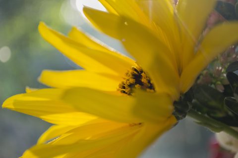 Flowers Desktop Wallpaper