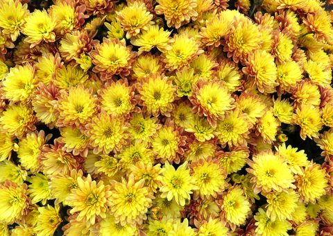 Flowers Desktop Wallpaper