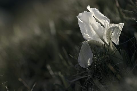 Flowers Desktop Wallpaper