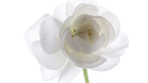 Flowers Desktop Wallpaper