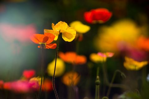 Flowers Desktop Wallpaper