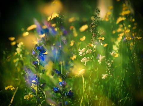 Flowers Desktop Wallpaper