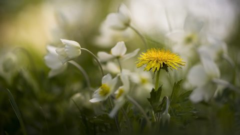 Flowers Desktop Wallpaper