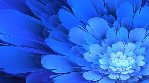 Flowers Desktop Wallpaper