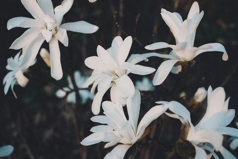 Flowers Floral Nature