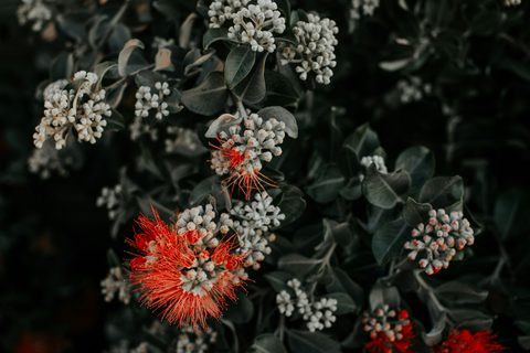 Flowers Floral Nature