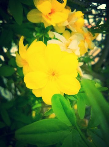 Flowers Phone Wallpaper