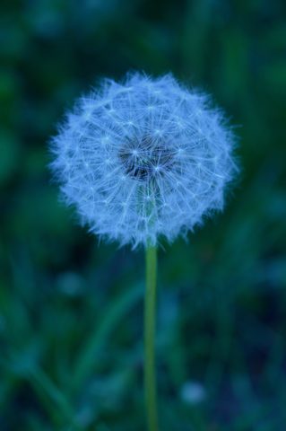 Flowers Phone Wallpaper