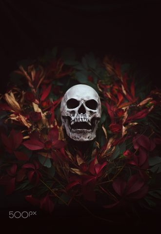 Flowers Phone Wallpaper
