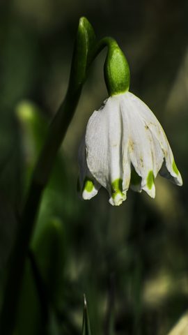 Flowers Phone Wallpaper