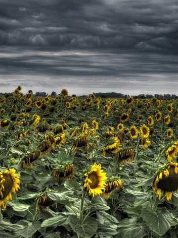 Flowers Phone Wallpaper