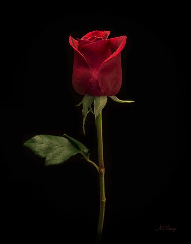 Flowers Phone Wallpaper