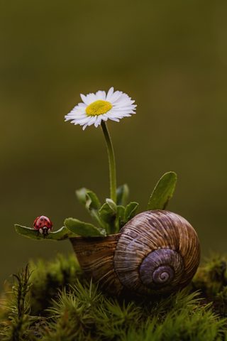 Flowers Phone Wallpaper