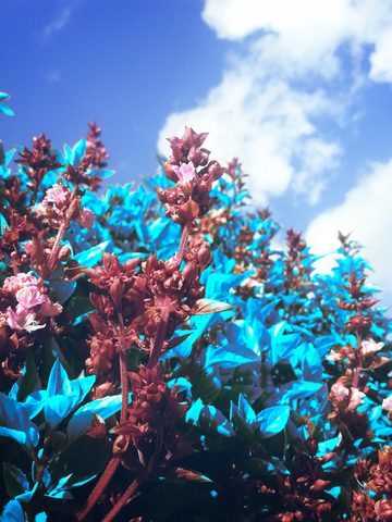 Flowers Phone Wallpaper