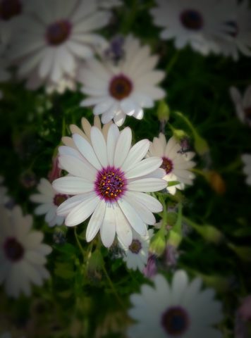 Flowers Phone Wallpaper
