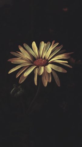 Flowers Phone Wallpaper