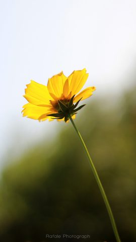 Flowers Phone Wallpaper