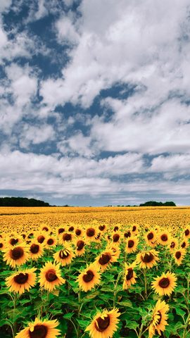 Flowers Phone Wallpaper