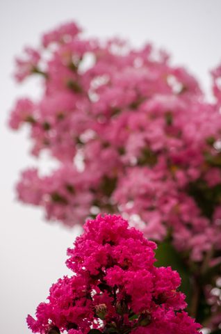Flowers Phone Wallpaper