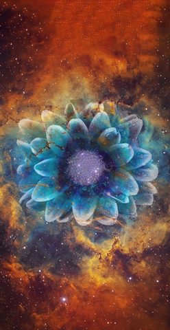 Flowers Phone Wallpaper