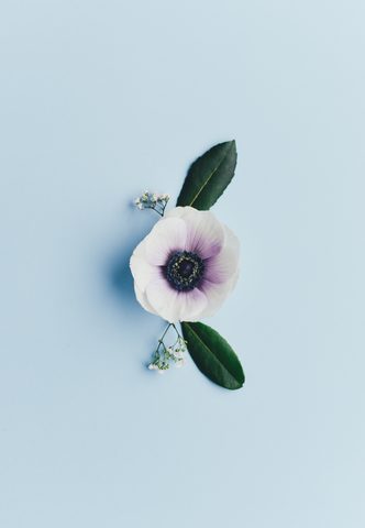 Flowers Phone Wallpaper