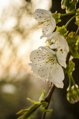 Flowers Phone Wallpaper