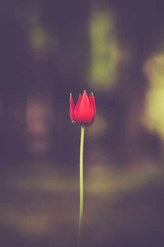 Flowers Phone Wallpaper