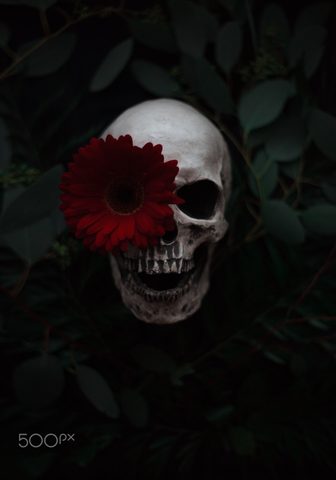 Flowers Phone Wallpaper