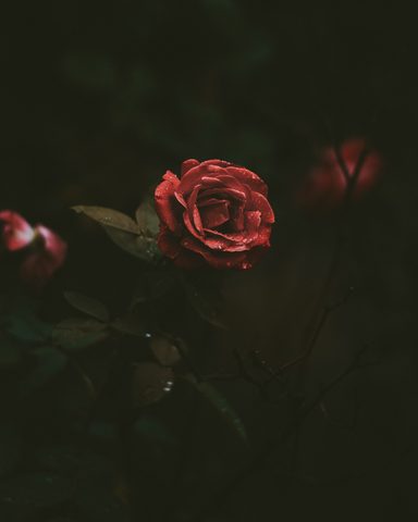 Flowers Phone Wallpaper