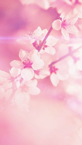 Flowers Phone Wallpaper