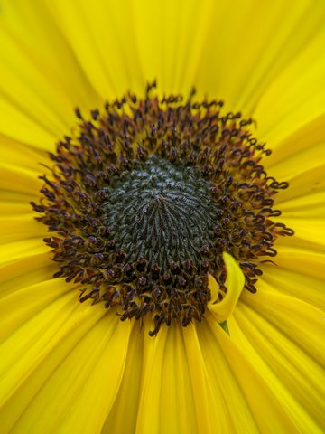 Flowers Phone Wallpaper