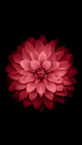 Flowers Phone Wallpaper