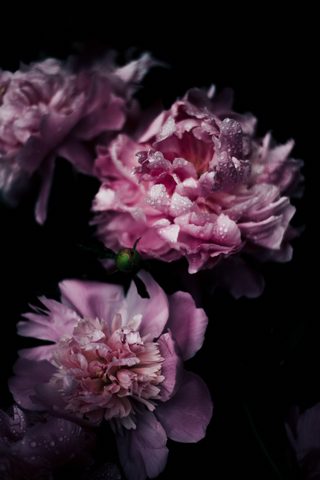 Flowers Phone Wallpaper