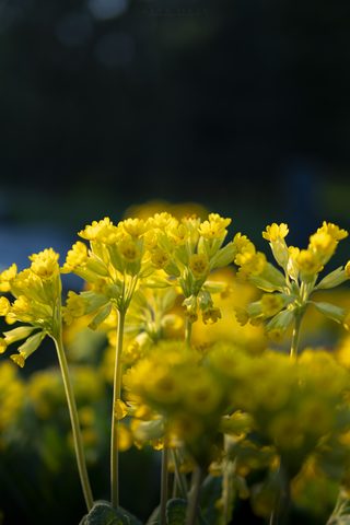 Flowers Phone Wallpaper
