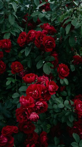 Flowers Phone Wallpaper