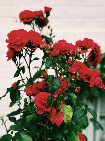 Flowers Phone Wallpaper