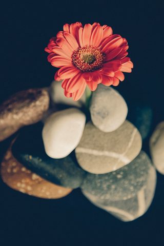 Flowers Phone Wallpaper