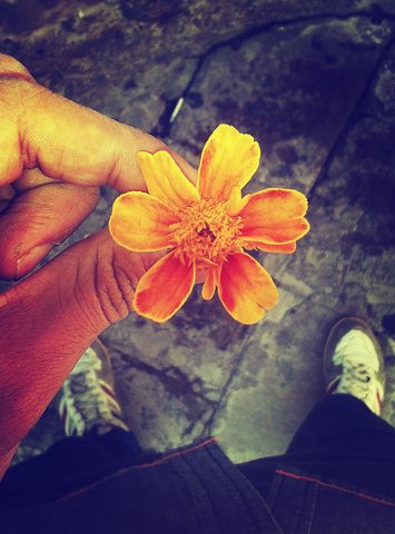 Flowers Phone Wallpaper