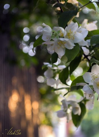 Flowers Phone Wallpaper
