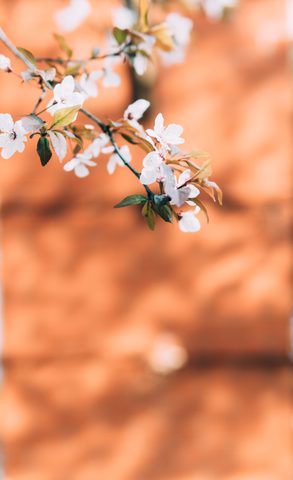 Flowers Phone Wallpaper