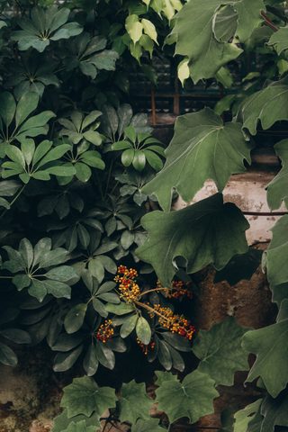 Flowers Phone Wallpaper