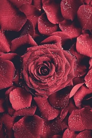 Flowers Phone Wallpaper