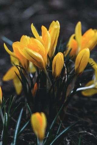 Flowers Phone Wallpaper